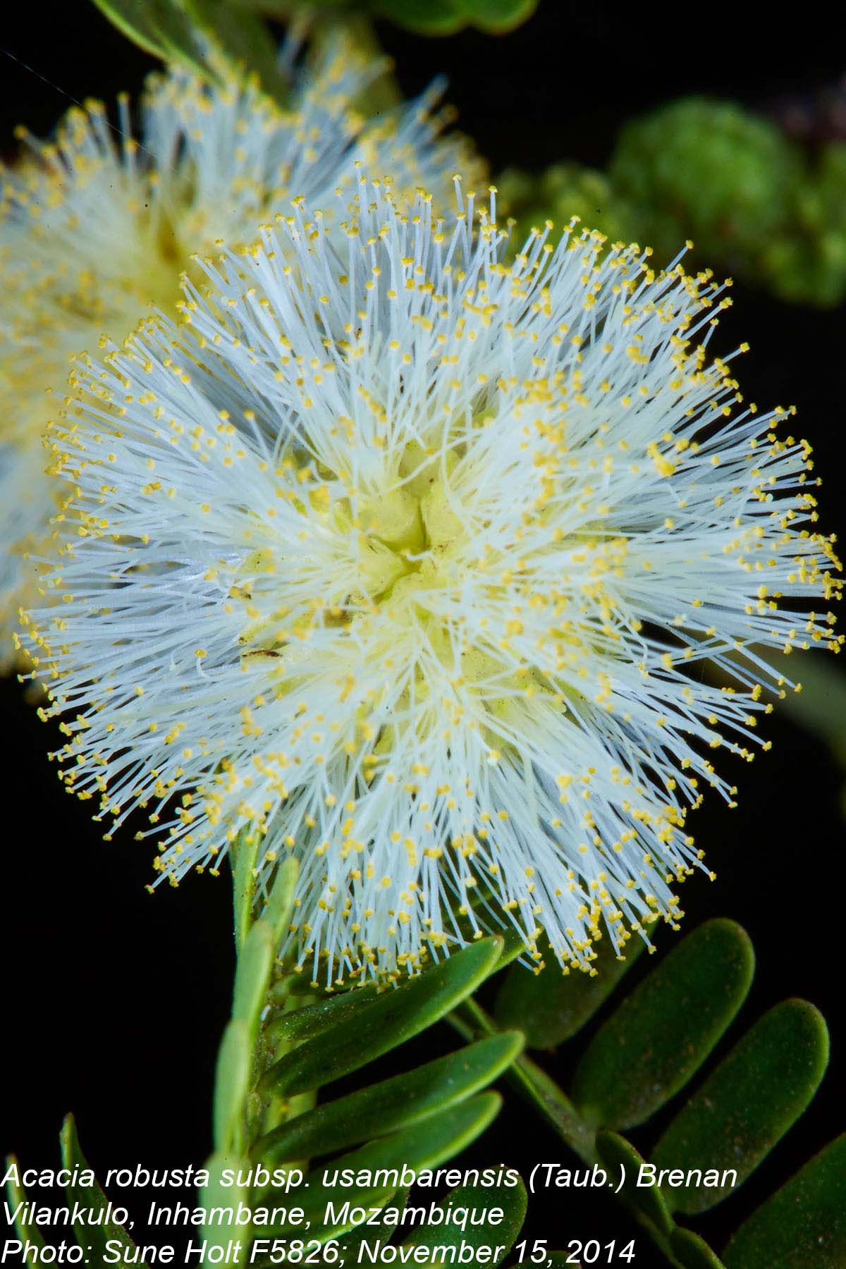 Acacia robusta subsp. usambarensis
