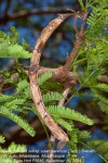Acacia robusta subsp. usambarensis