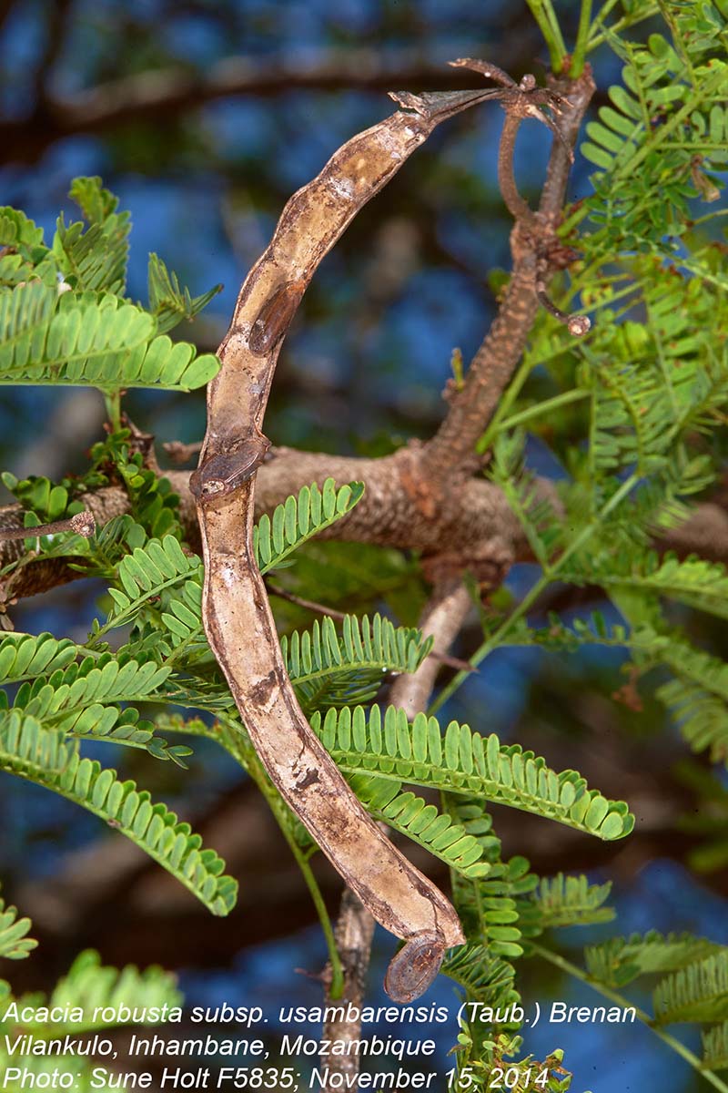 Acacia robusta subsp. usambarensis