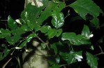 Justicia asystasioides