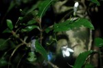 Justicia asystasioides