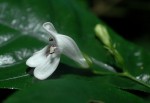 Justicia asystasioides