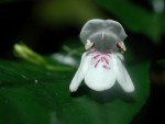 Justicia asystasioides