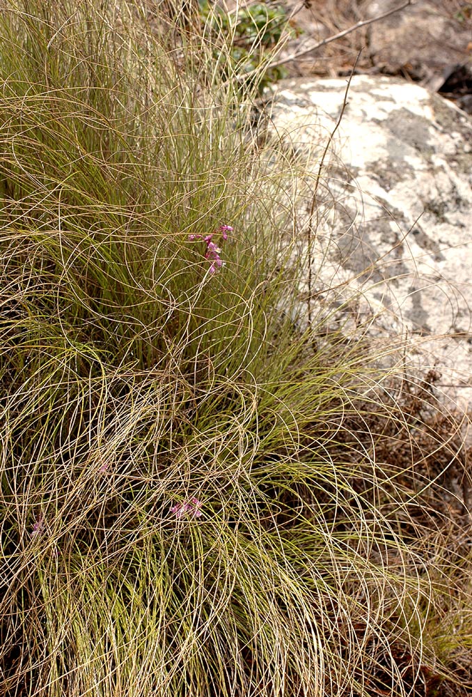 Polystachya songaniensis