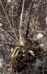 Polystachya songaniensis