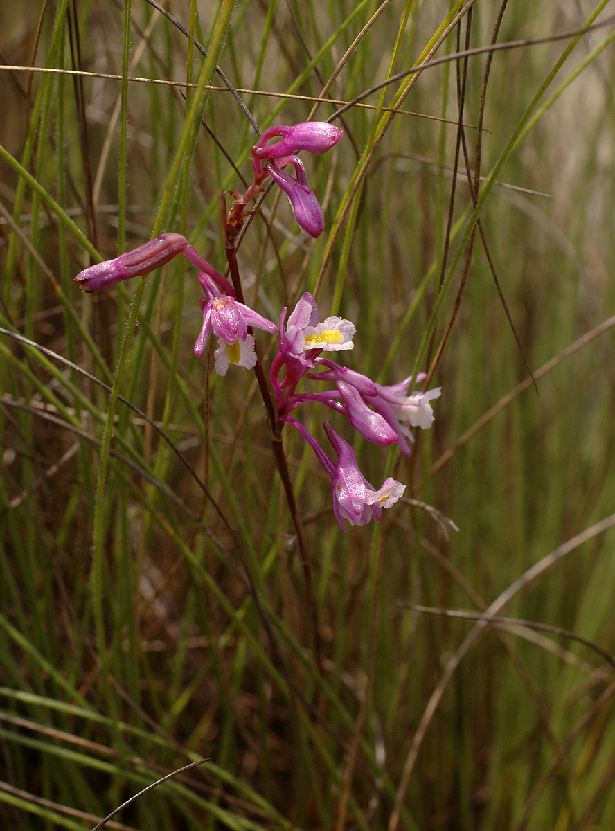 Polystachya songaniensis