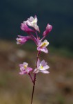 Polystachya songaniensis