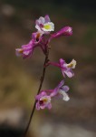 Polystachya songaniensis
