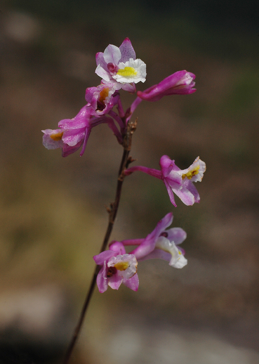 Polystachya songaniensis