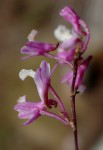 Polystachya songaniensis