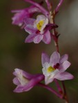 Polystachya songaniensis