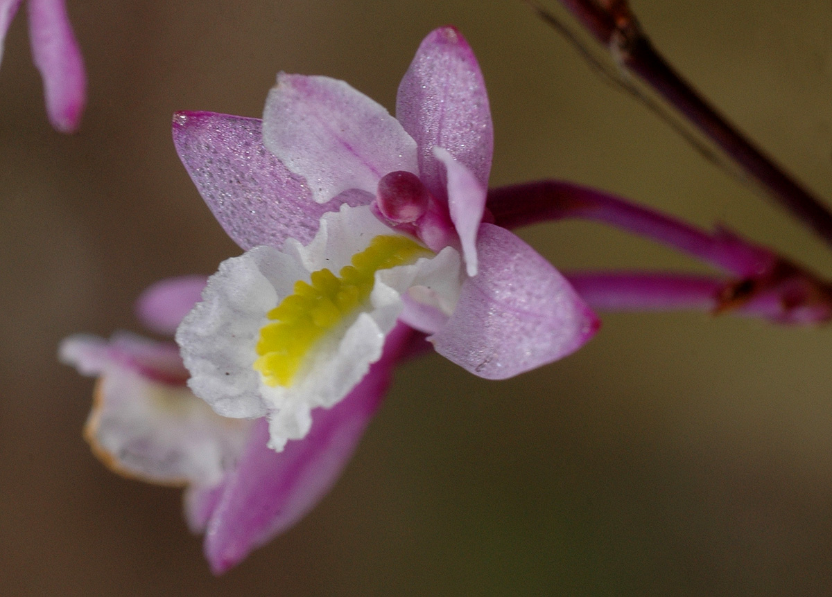 Polystachya songaniensis