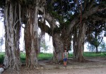 Ficus altissima