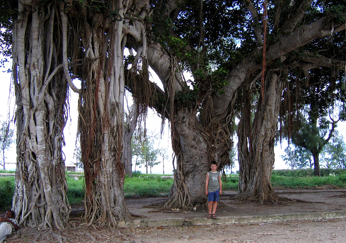 Ficus altissima