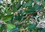 Ficus altissima