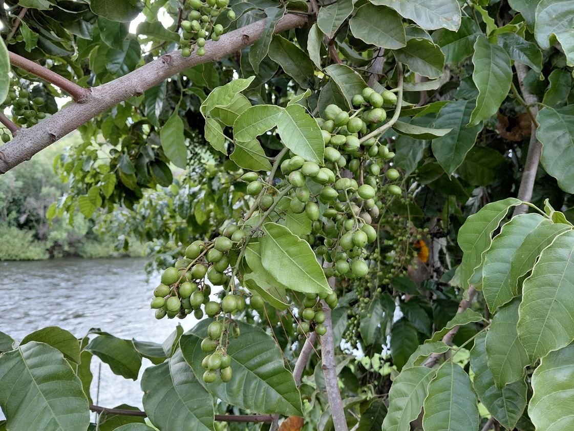 Pseudospondias microcarpa Pseudospondias microcarpa