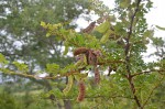 Acacia swazica