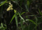 Flagellaria guineensis