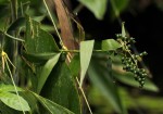 Flagellaria guineensis
