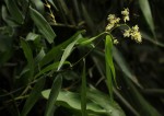 Flagellaria guineensis