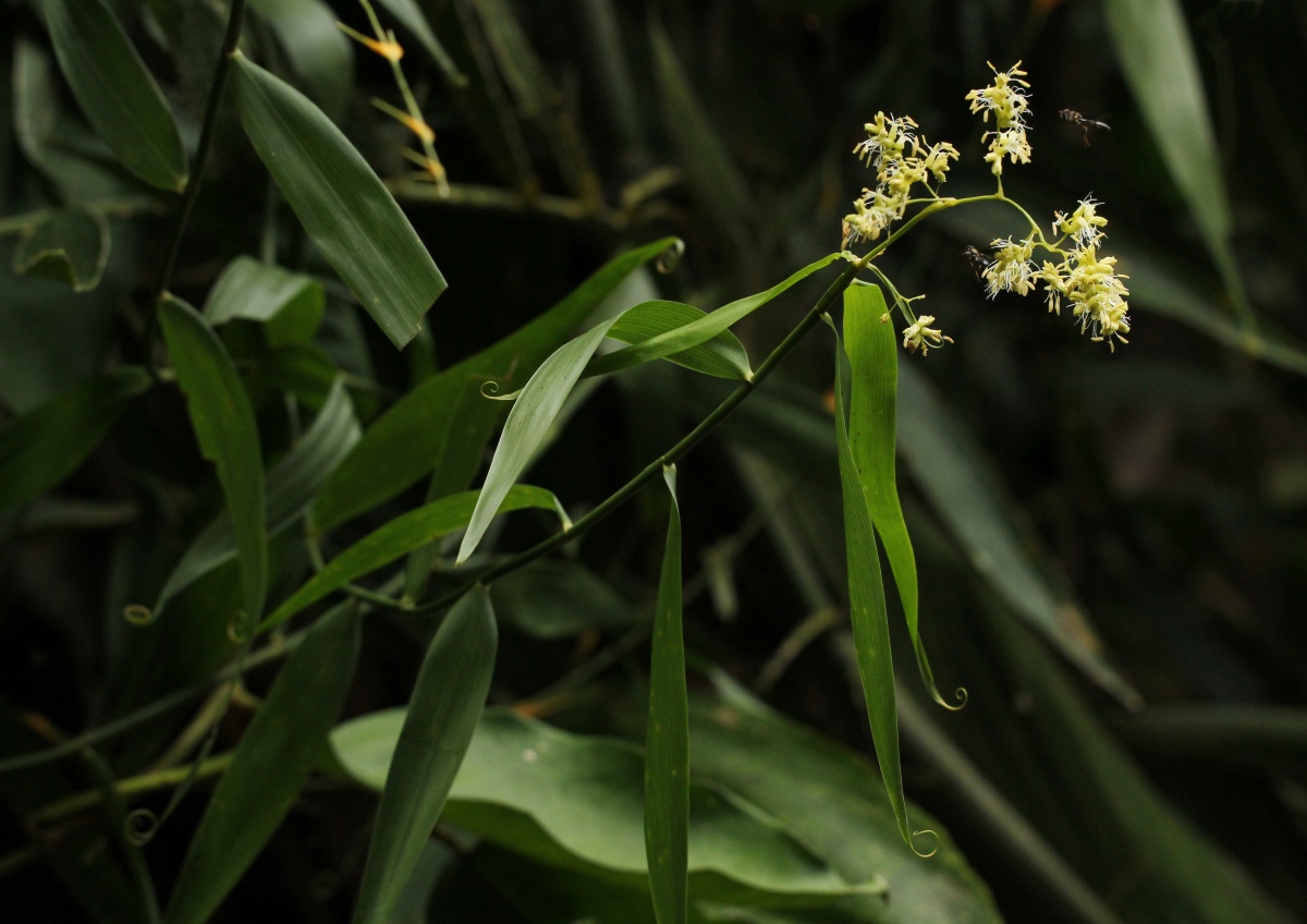Flagellaria guineensis