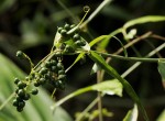 Flagellaria guineensis