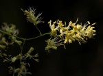 Flagellaria guineensis