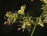 Flagellaria guineensis