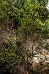 Diospyros natalensis subsp. natalensis