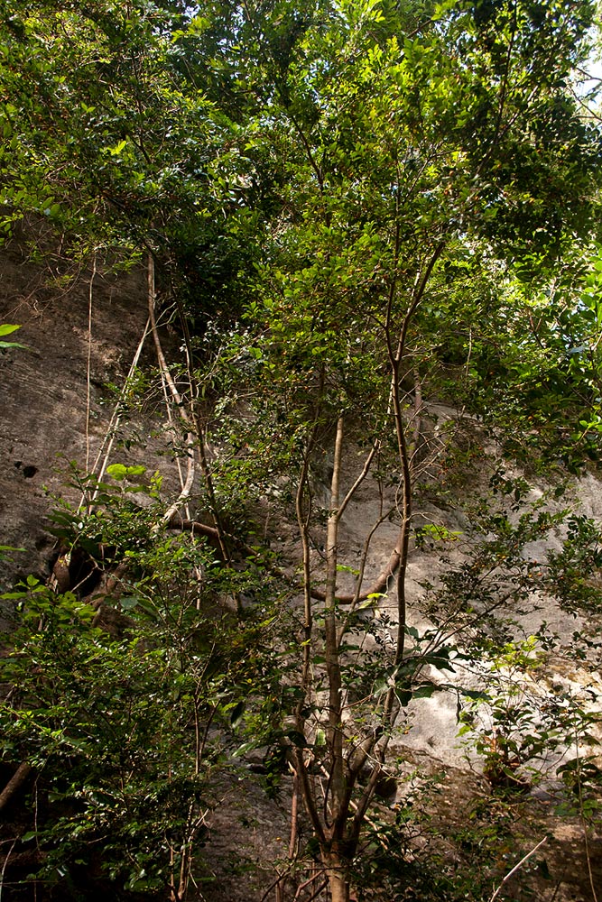 Diospyros natalensis subsp. natalensis