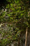 Diospyros natalensis subsp. natalensis