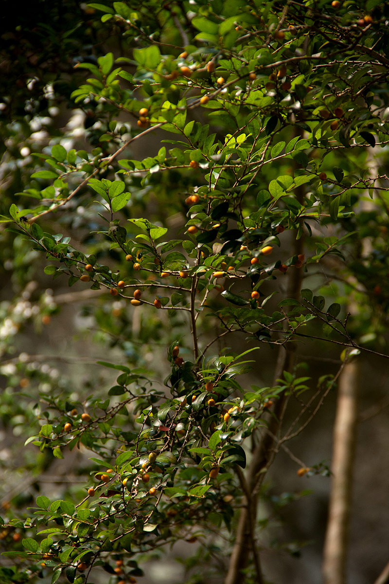 Diospyros natalensis subsp. natalensis