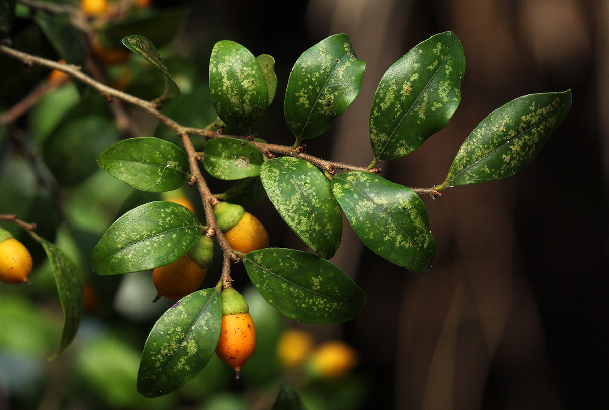 Diospyros natalensis subsp. natalensis