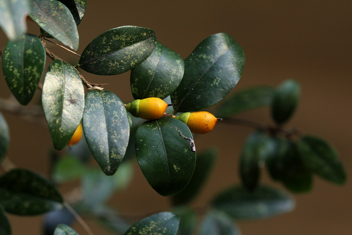 Diospyros natalensis subsp. natalensis