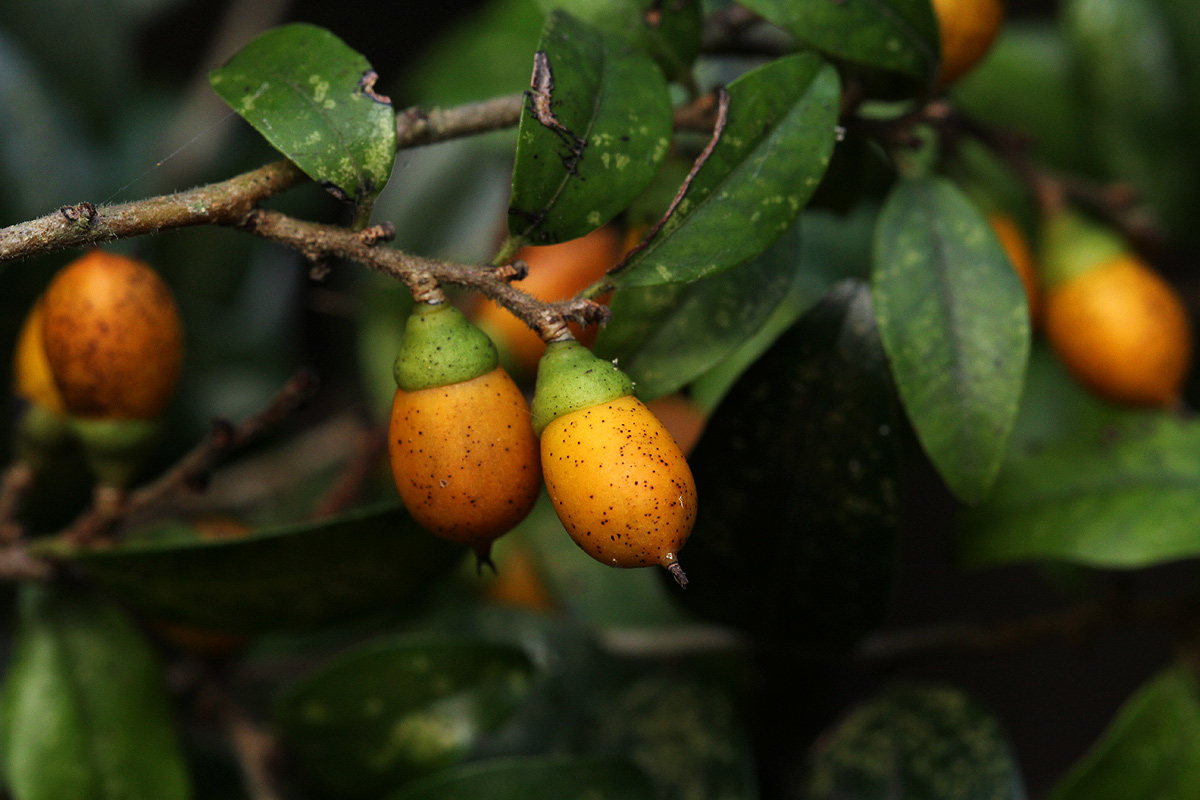 Diospyros natalensis subsp. natalensis