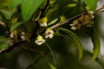 Diospyros natalensis subsp. natalensis