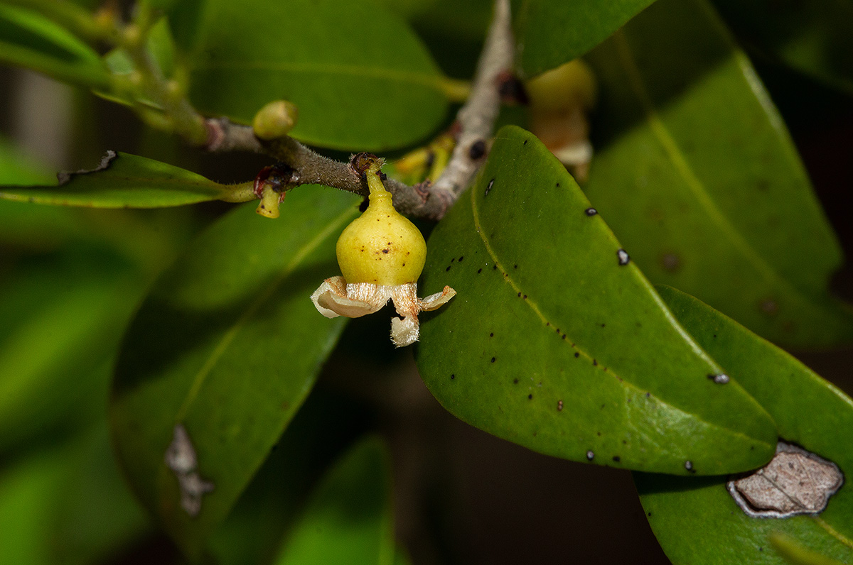 Diospyros natalensis subsp. natalensis