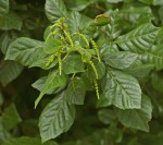 Allophylus rubifolius var. alnifolius