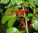 Allophylus rubifolius var. alnifolius