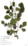 Allophylus rubifolius var. alnifolius