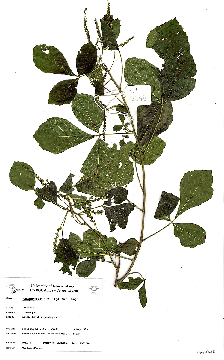 Allophylus rubifolius var. alnifolius