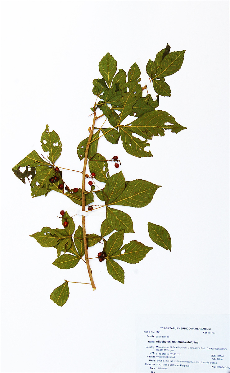 Allophylus rubifolius var. alnifolius