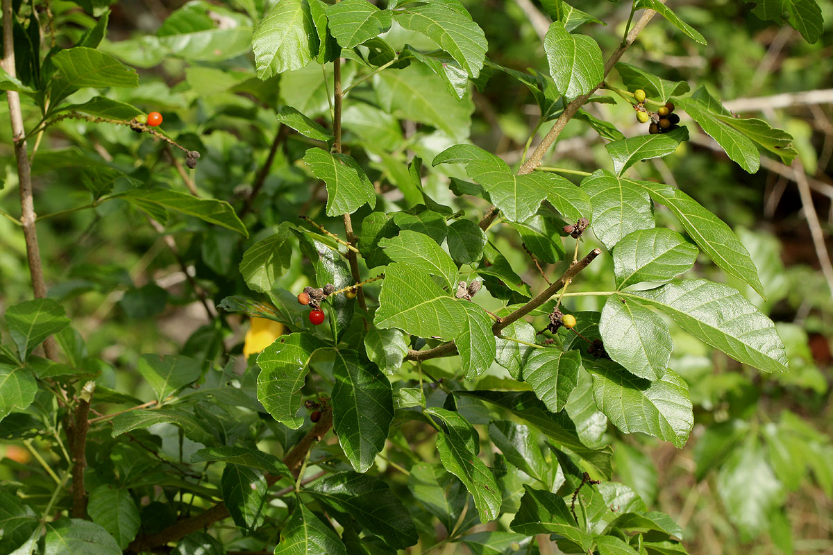 Allophylus rubifolius var. alnifolius