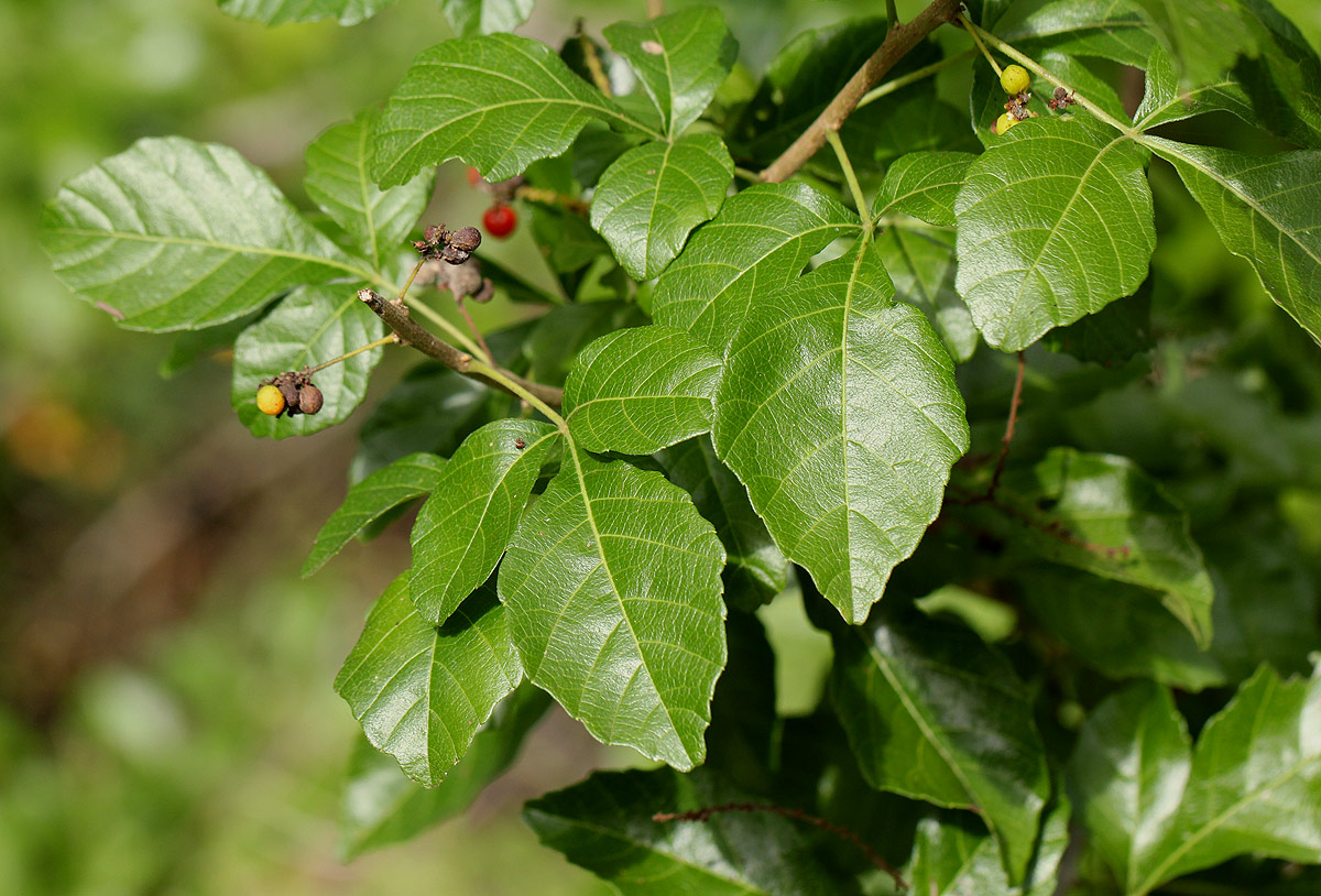 Allophylus rubifolius var. alnifolius