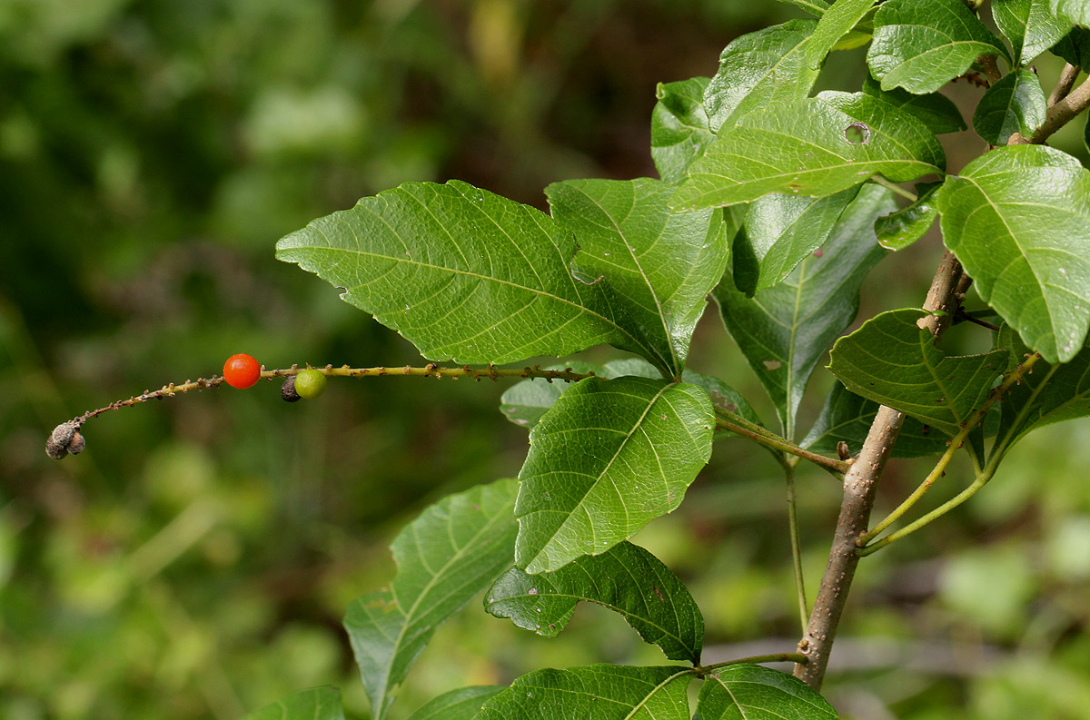 Allophylus rubifolius var. alnifolius