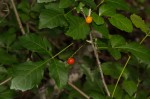 Allophylus rubifolius var. alnifolius