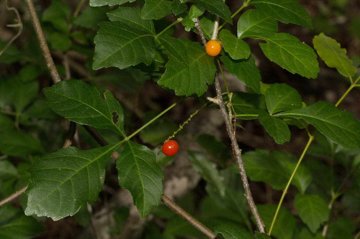 Allophylus rubifolius var. alnifolius