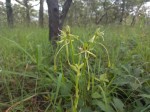Habenaria gonatosiphon