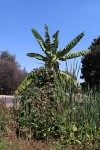 Musa × paradisiaca