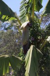 Musa × paradisiaca